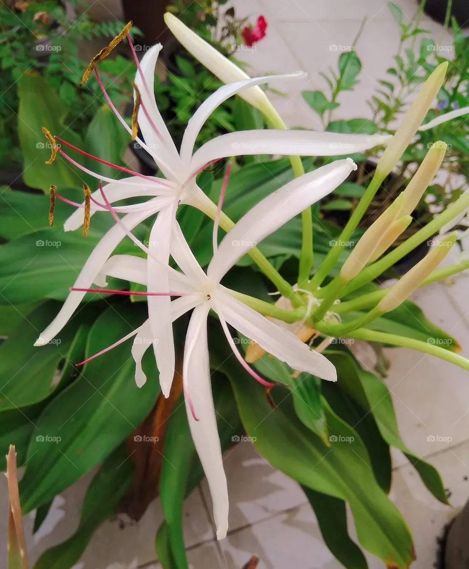 Crinum asiaticum L.