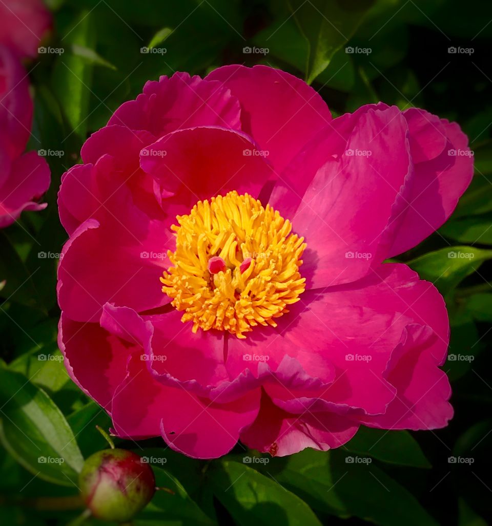 Pink peony—taken in Dyer, Indiana 