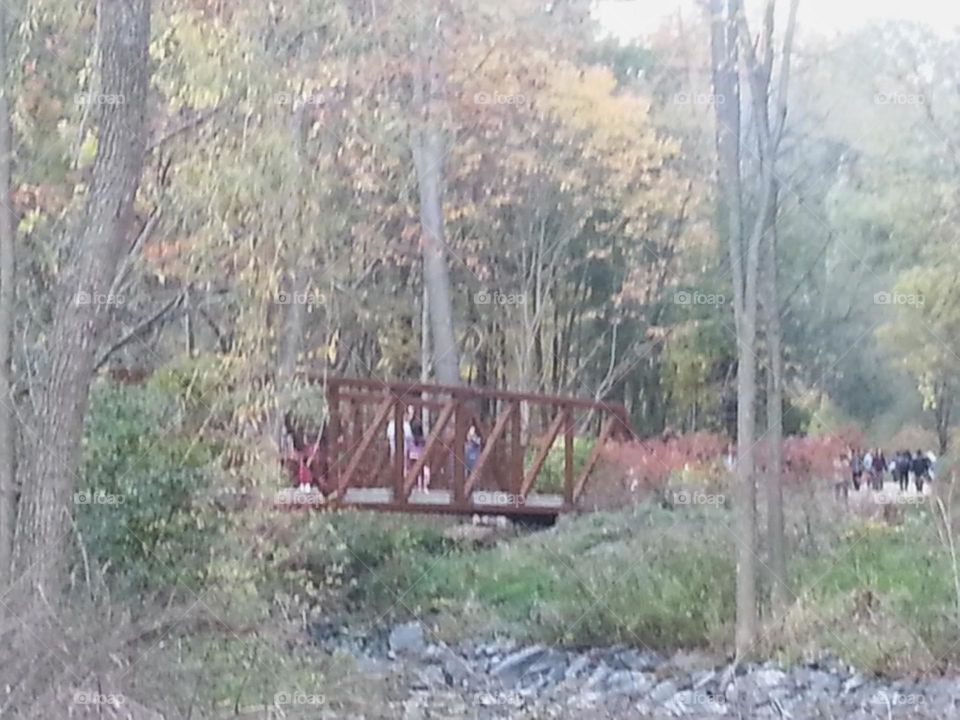 bridge in Edwards Garden