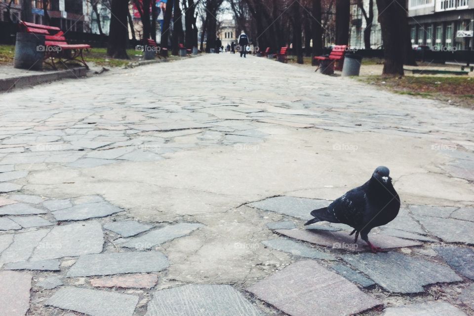 Pigeon, Street, Pavement, Road, Urban