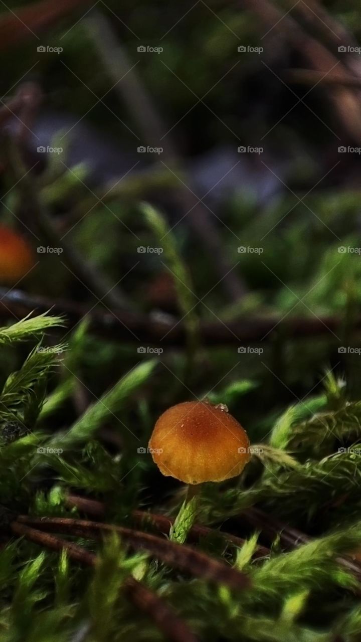 Macro photo of mushrooms in the forest
