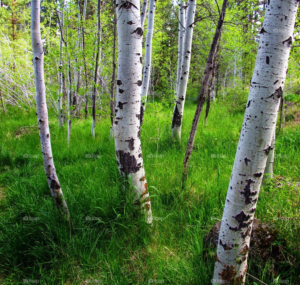 View in forest