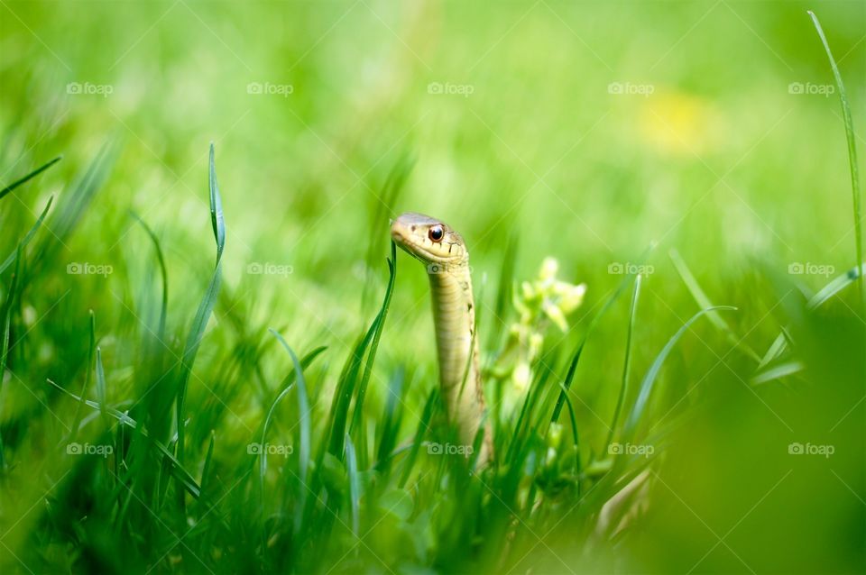 Baby snake peeking out from the grass in my backyard 