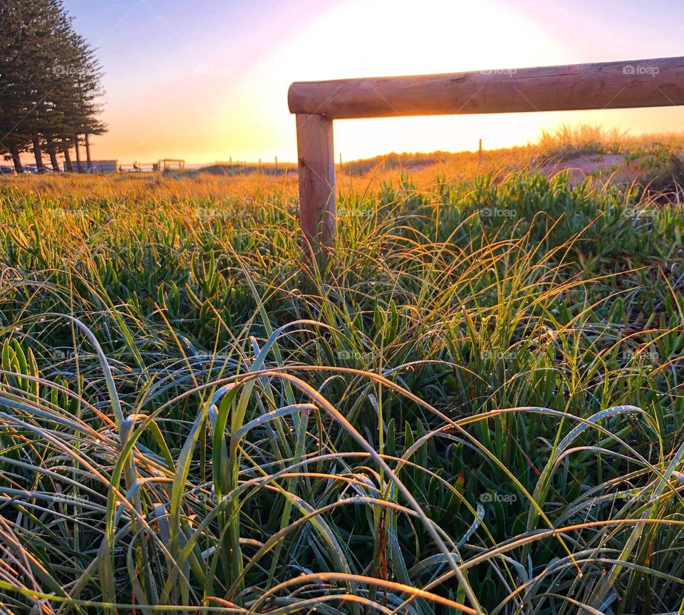 Grass in the morning light