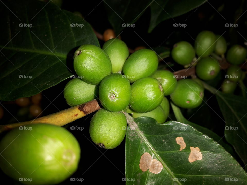 fruto de cafe verde