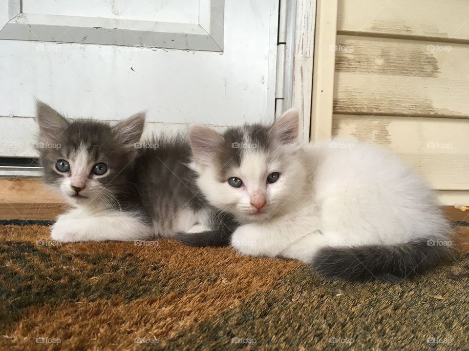 Kittens on a doormat.