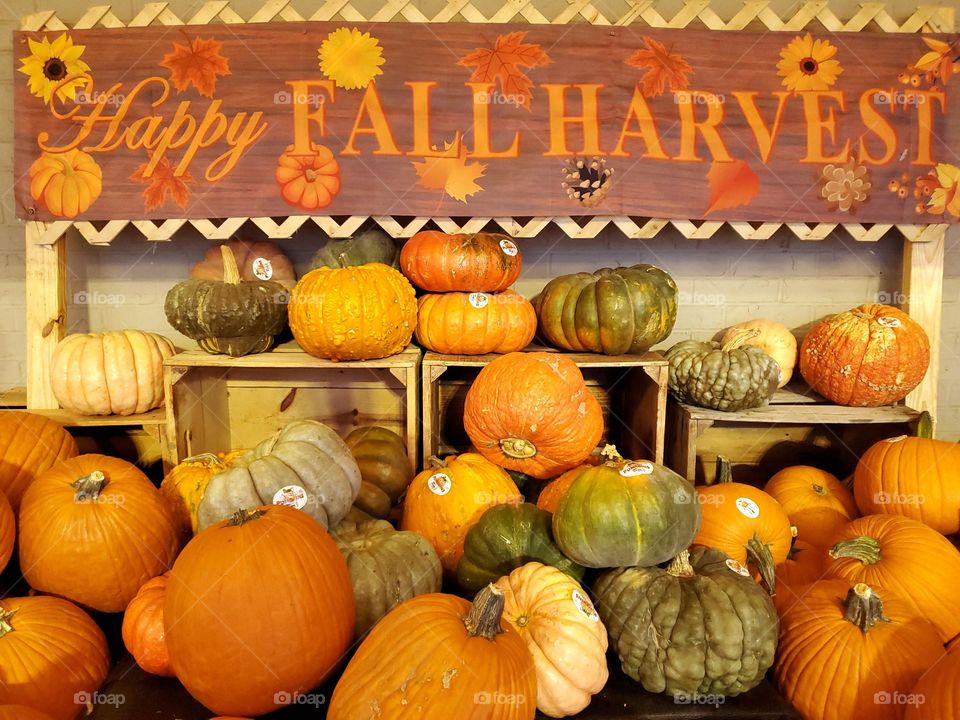 Happy Fall Harvest- Pumpkins