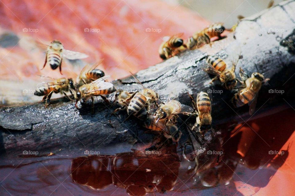 Bees drinking water on a stick