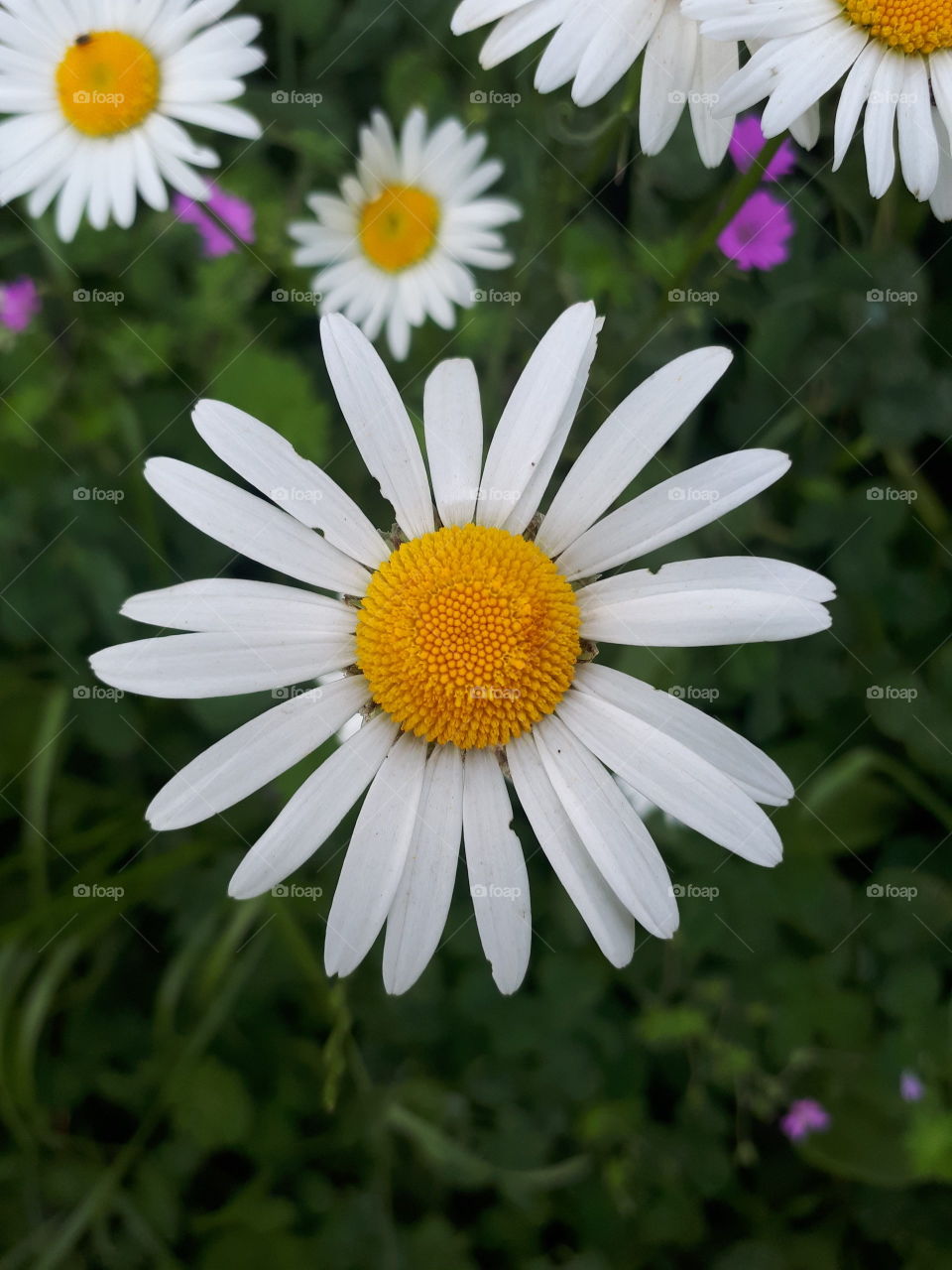 Big flower chamomile in my garden