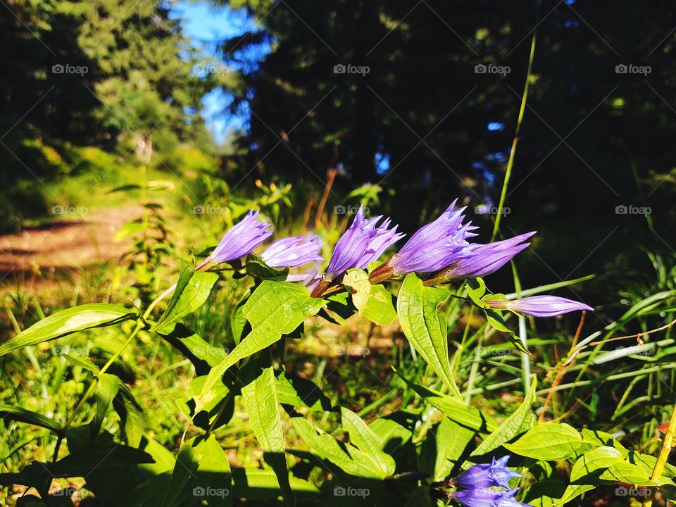 purple bellflowers o in the forest