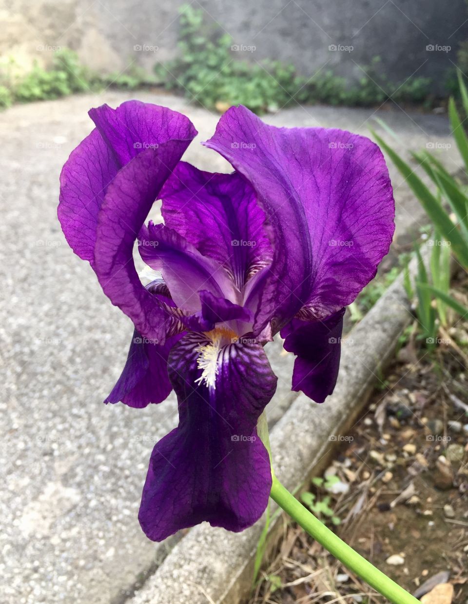 Purple flower in bloom
