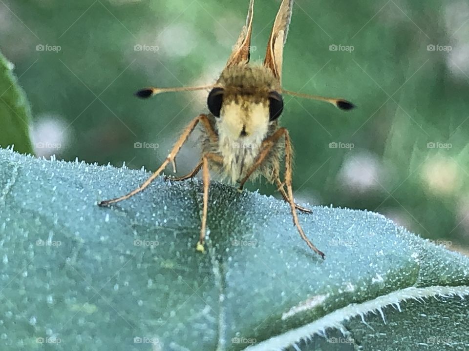 Cutie face moth