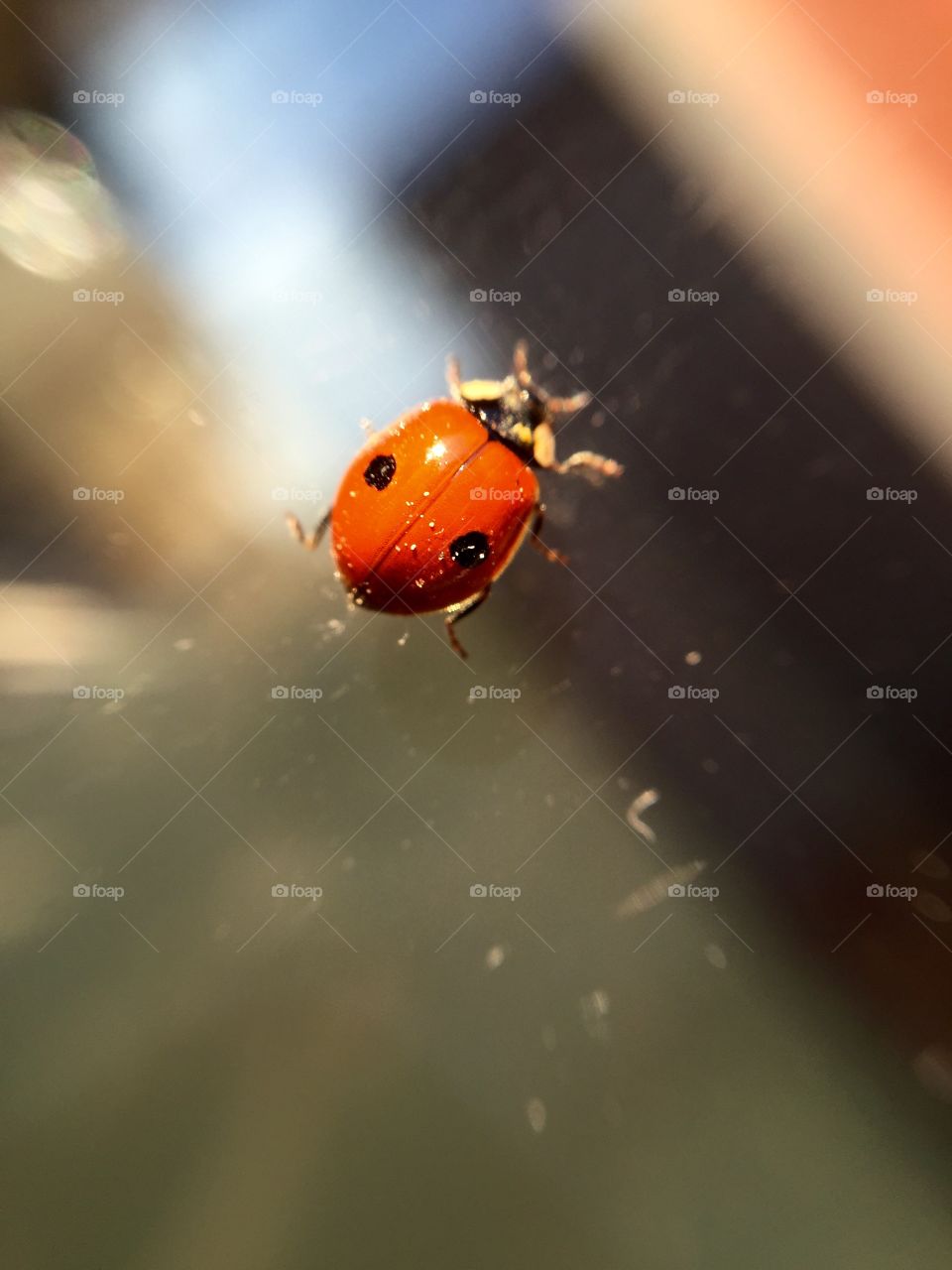 High angle view of ladybug