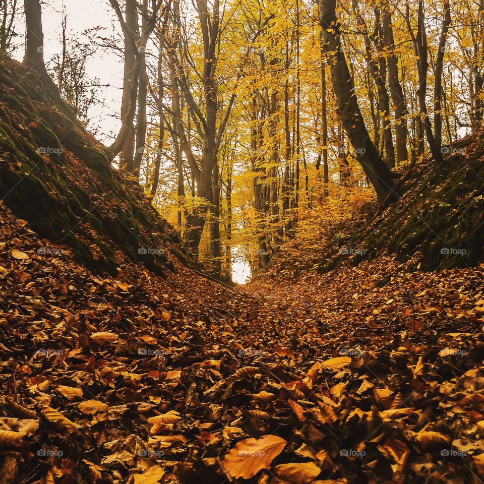 View of autumn leaves and trees