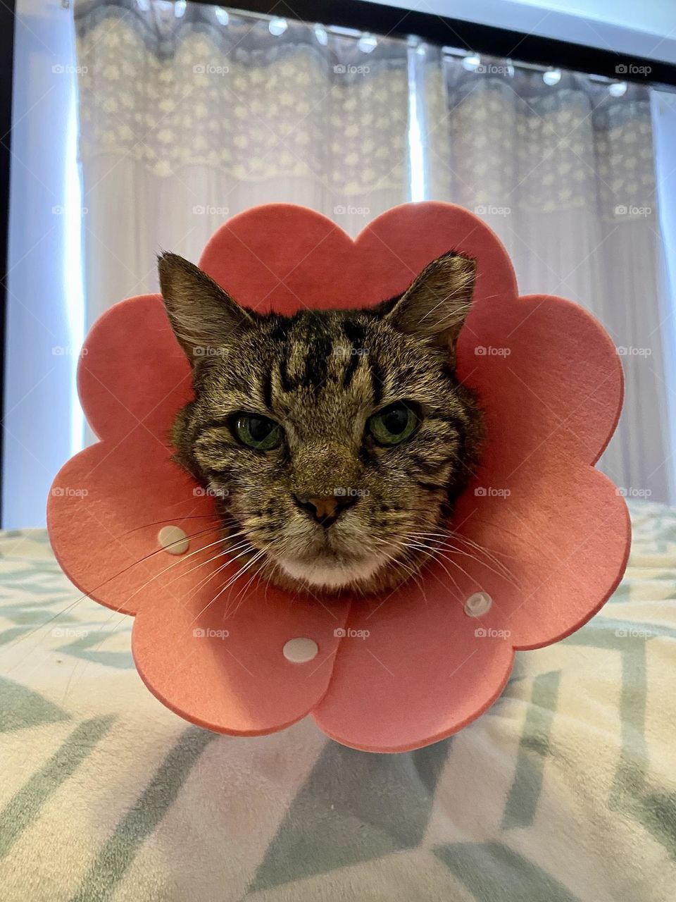 A brown tabby cat wearing a pink soft flower shaped cone to aid in recovery after surgery