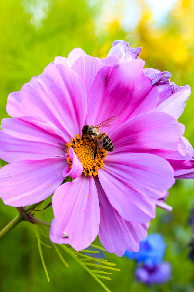 A small honeybee sitting on a bright pink garden cosmos. 