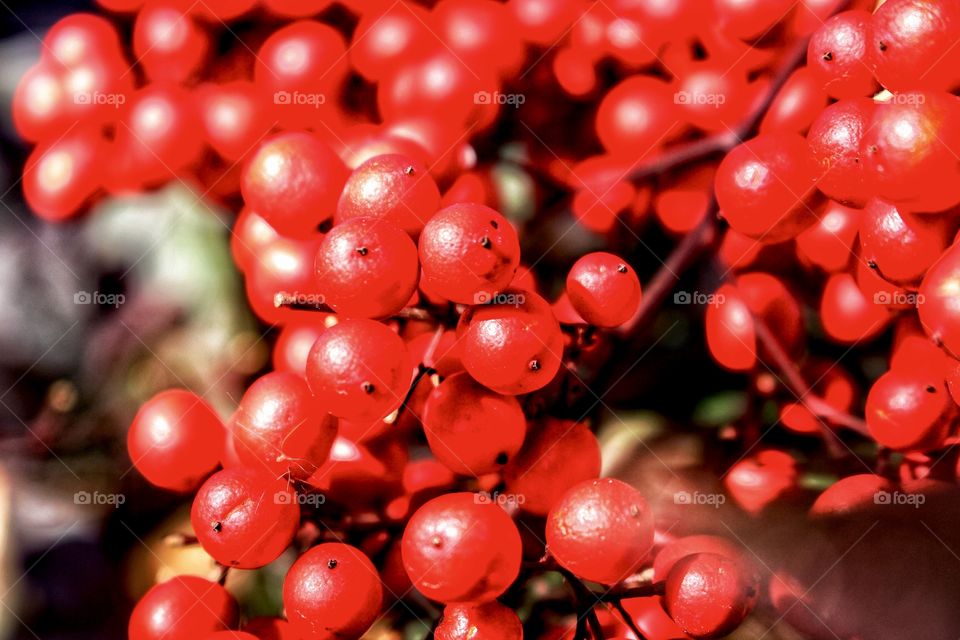 Bush Berries 