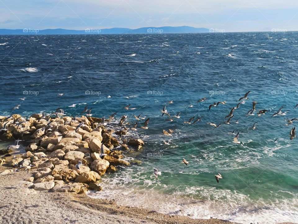 seagulls on stormy sea
