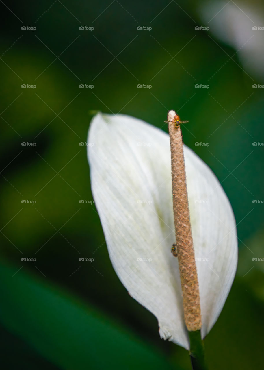 White Laceleaf Flower
