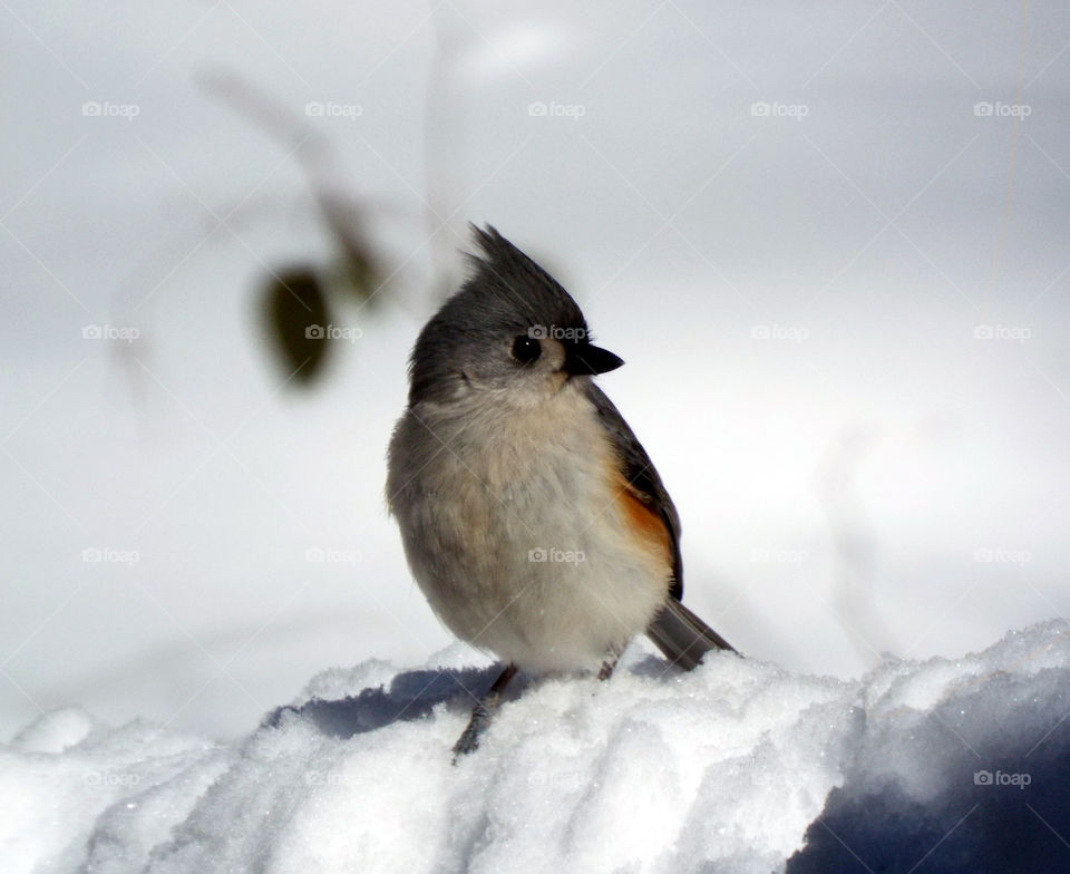 snowy titmouse. after 2016 New York blizzard