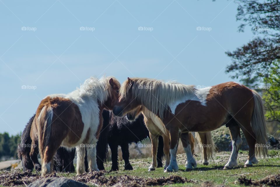 Shetland ponies playing together