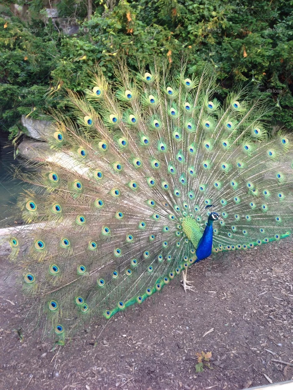 Peacock
