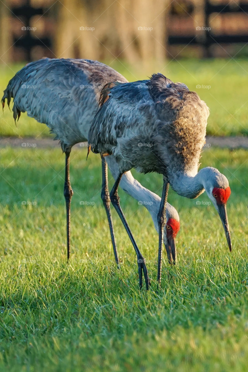 Seeing Double- Two Sandhill Cranes