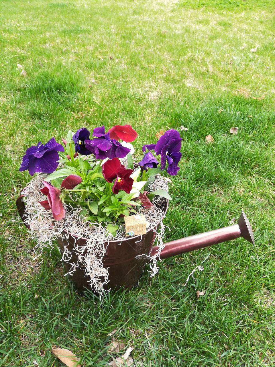 A beautiful spring flower display, featuring pansies and a watering can in a fresh green lawn.