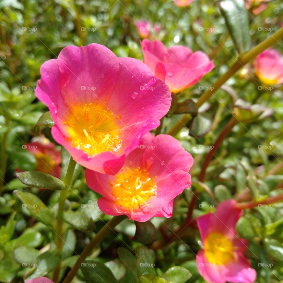 pink flowers on fleek!