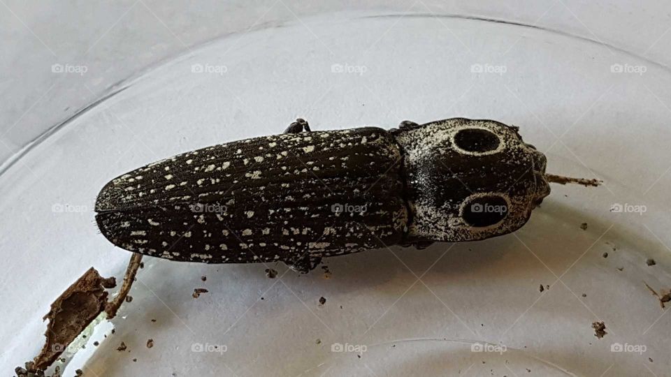 Invertebrate, Insect, No Person, One, Desktop