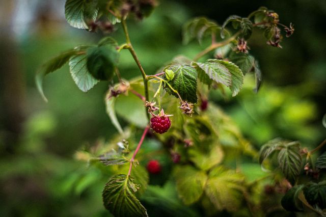 juicy raspberry
