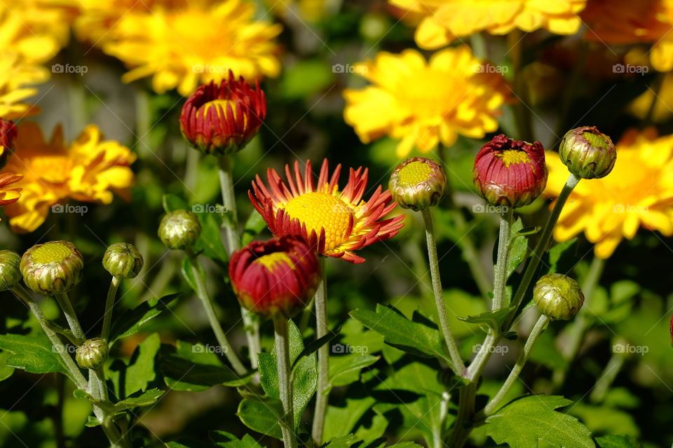 Summer time, flower time