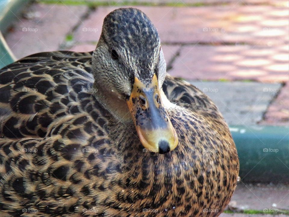 This little girl loves when people feed her ,but that would keep her from her job of cleaning the lakes and ponds.