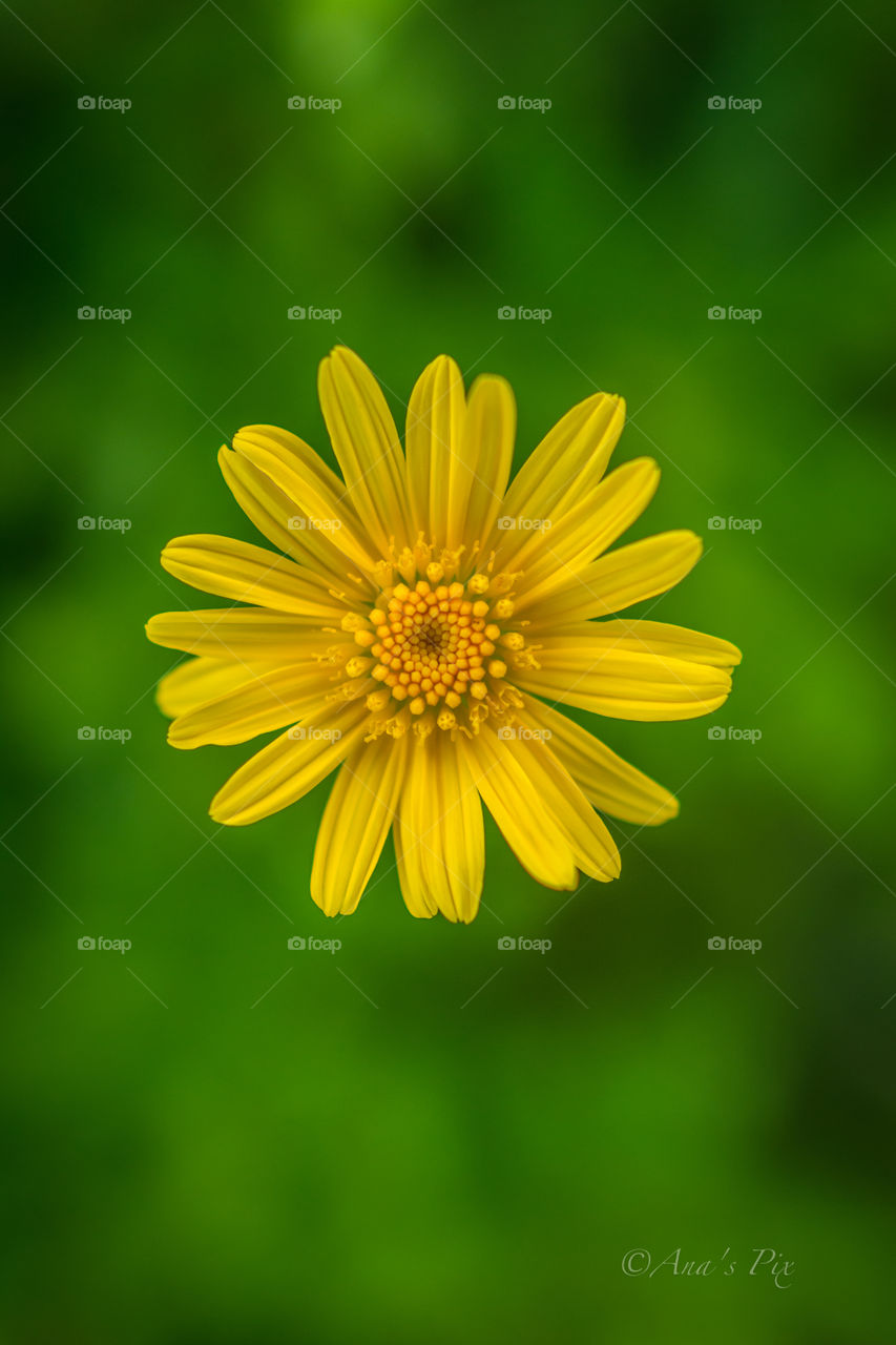 Yellow. Loving spring's wild flowers!