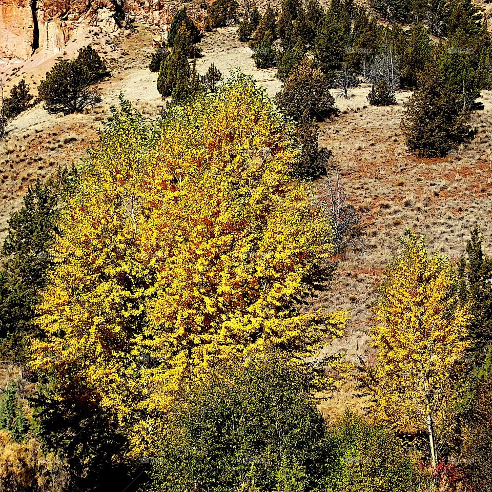 A group of brilliant deciduous trees in their beautiful fall colors of yellow and gold against a hill with juniper trees on a sunny fall day in Eastern Oregon. 