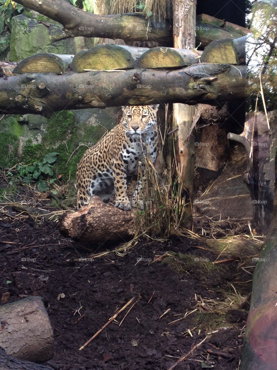 edinburgh zoo zoo jaguar big cat by iain.hanna