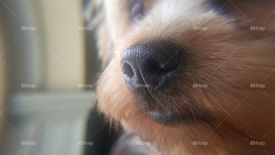 puppy nose