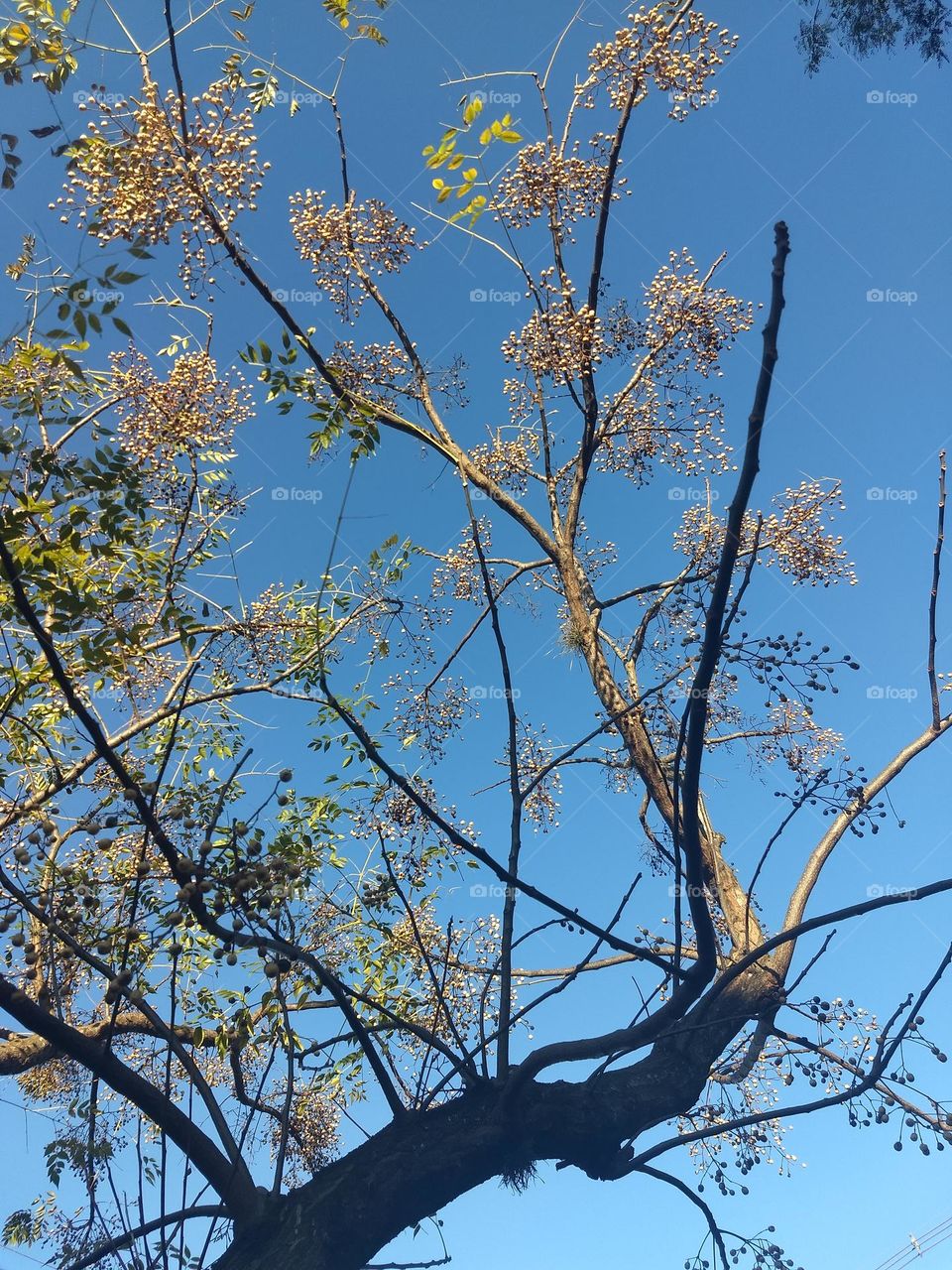 seeds, tree and blue sky