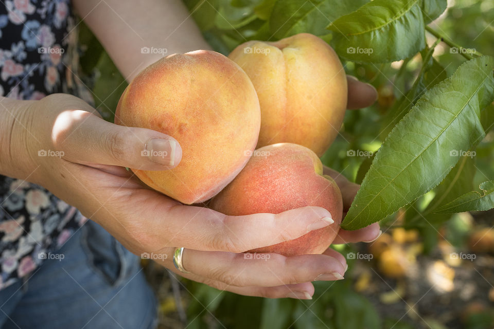 Hand held fresh ripe peaches.