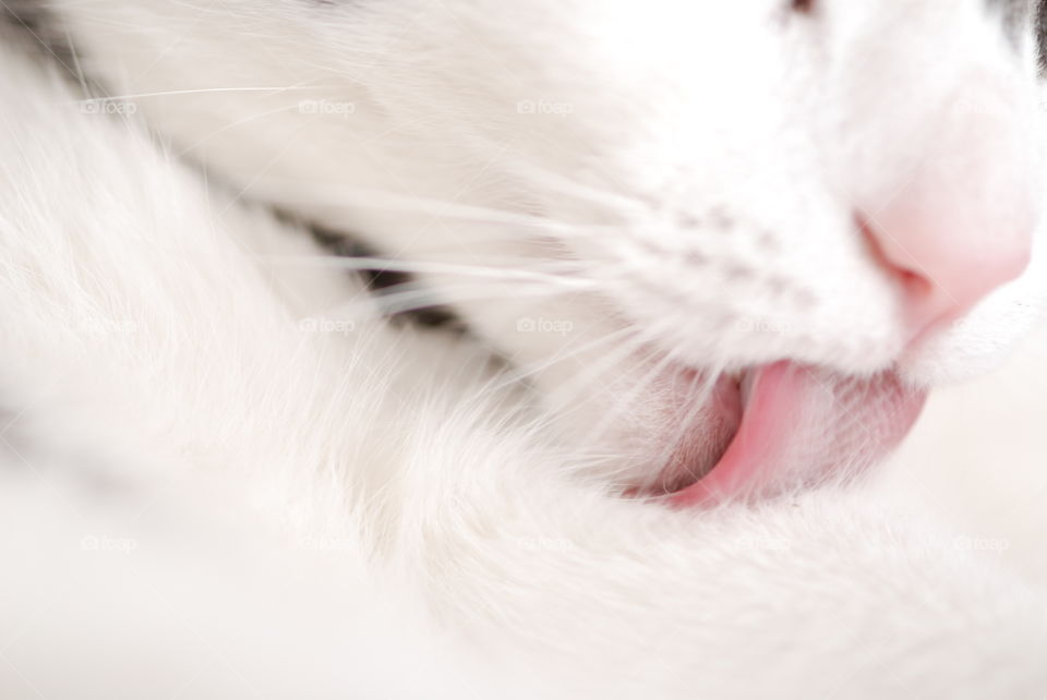 Close-up of a cat tongue