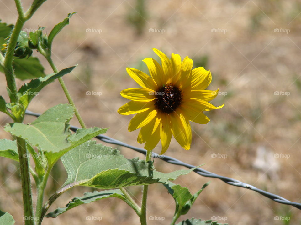 Flower and wire