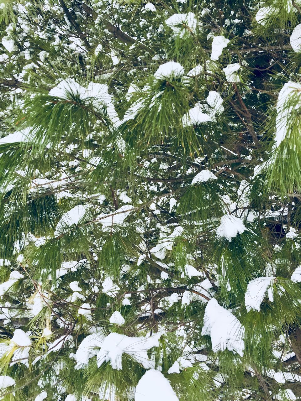 Snow on trees