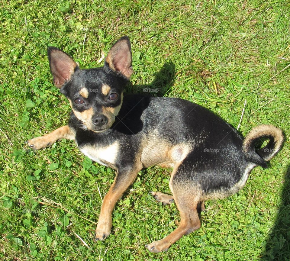 Small terrier dog on grass