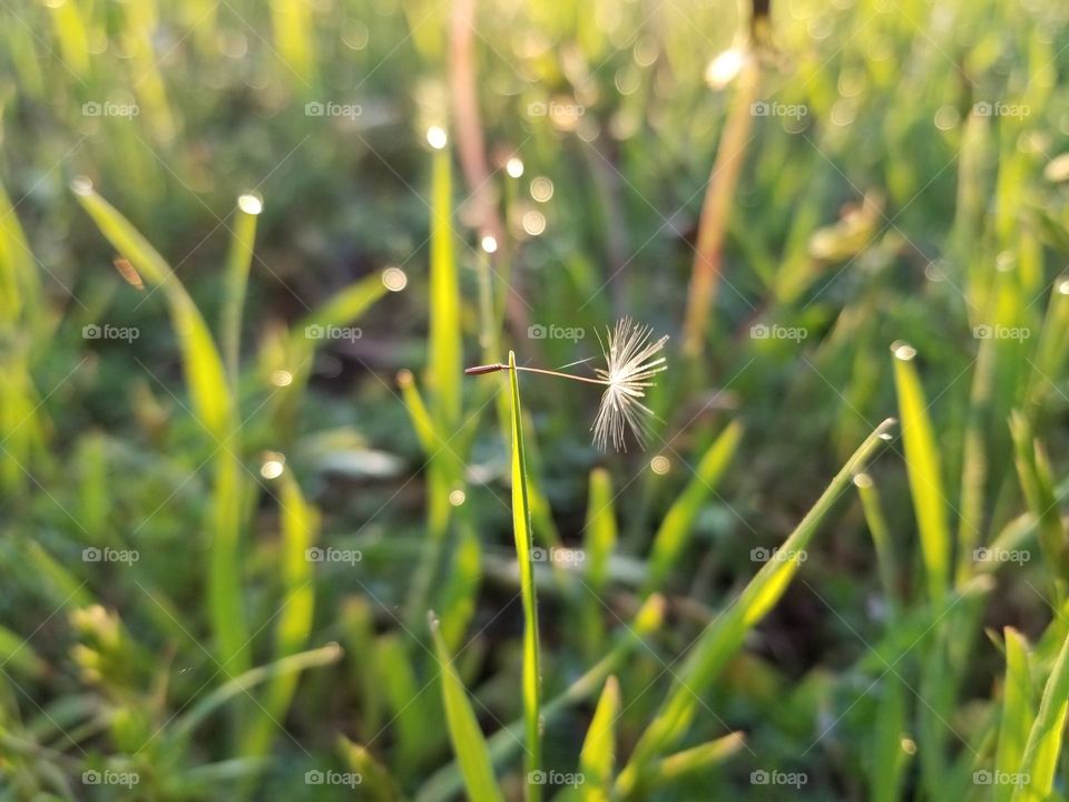 Dewdrops and a Dandelion Seed in the Morning Sun