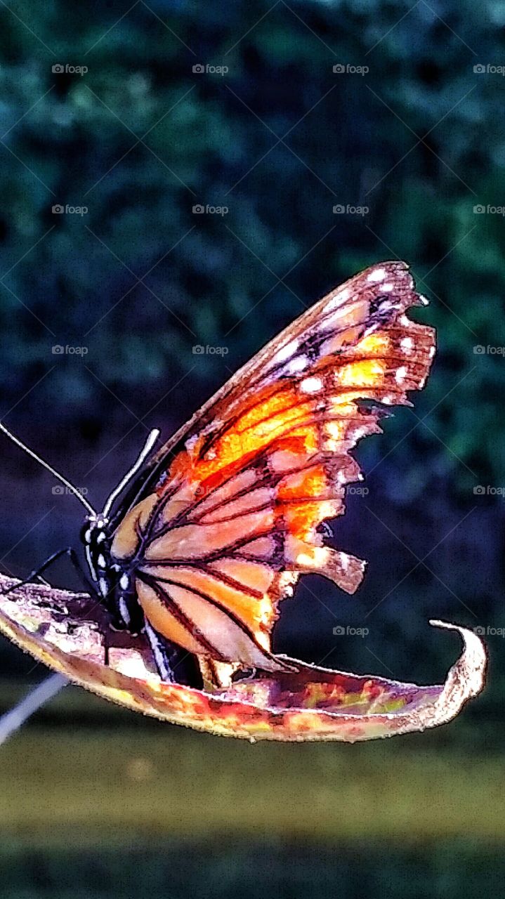 monarch butterfly with tattered wings