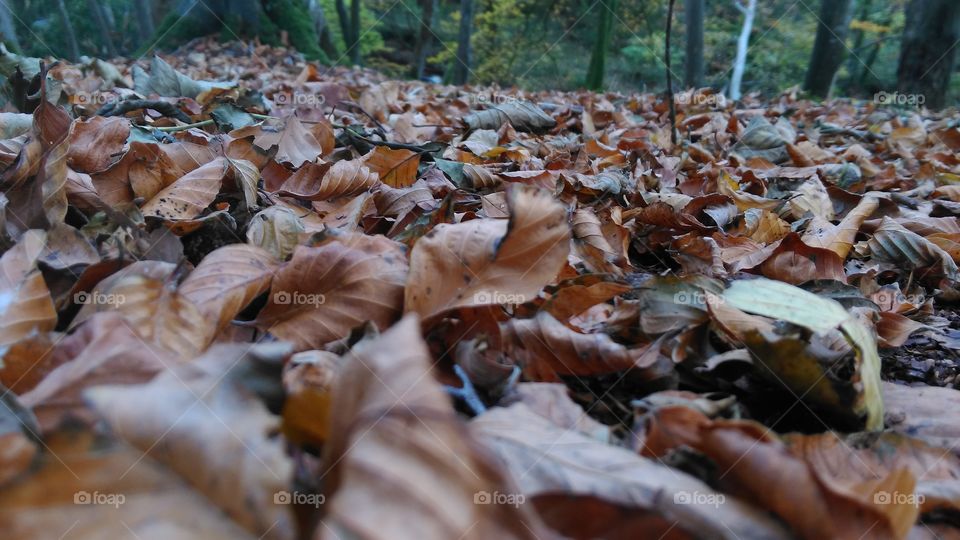 Fall, Nature, Leaf, Environment, Wood