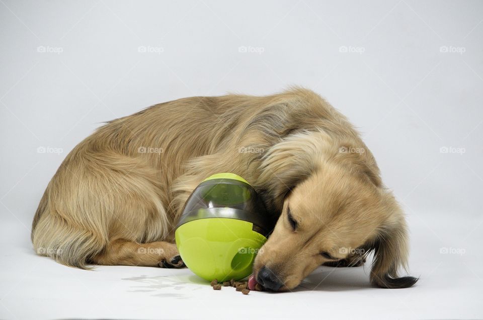 nugget the dachshund gets a new toy food dispenser