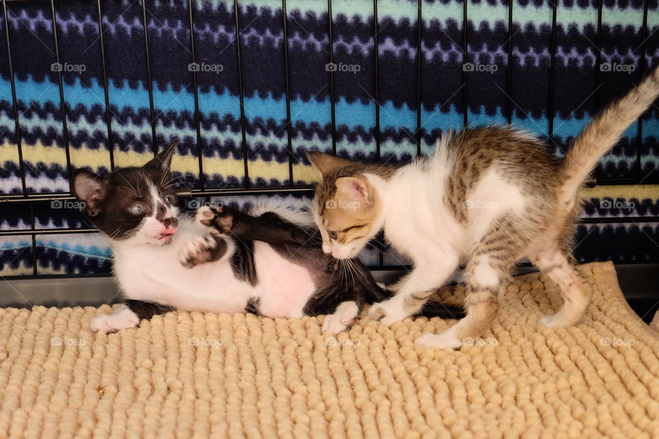 Heyyyy I just did my first poop!!!! Chaco is curious with her brother's smell?!?!