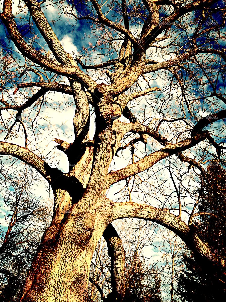 Sunset ash tree. Ash tree in sunset light