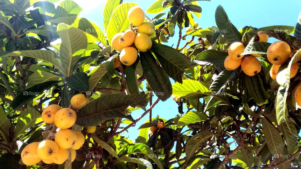 Medlars on the tree